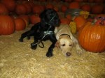 Kelton with Buckley at the pumpkin patch
